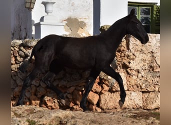 Menorquín, Yegua, 1 año, 162 cm, Negro