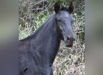 Menorquín, Yegua, 1 año, 163 cm, Negro