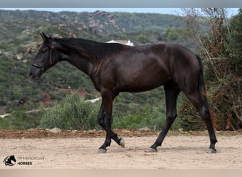 Menorquín, Yegua, 1 año, 163 cm, Negro