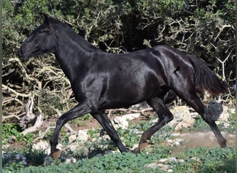 Menorquín, Yegua, 1 año, 163 cm, Negro