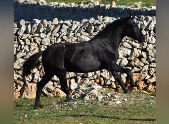 Menorquín, Yegua, 1 año, 163 cm, Negro