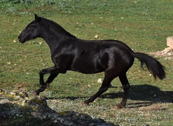 Menorquín, Yegua, 1 año, 163 cm, Negro