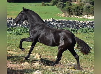 Menorquín, Yegua, 1 año, 163 cm, Negro