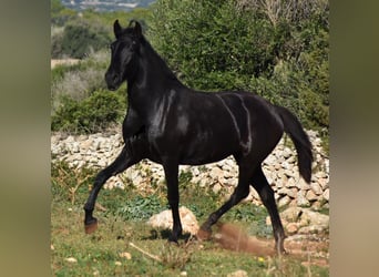 Menorquín, Yegua, 1 año, 163 cm, Negro