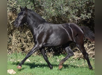 Menorquín, Yegua, 1 año, 163 cm, Negro