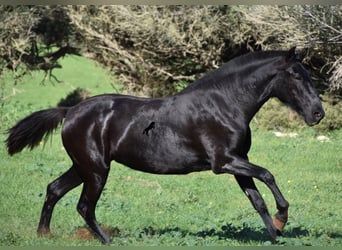 Menorquín, Yegua, 1 año, 163 cm, Negro