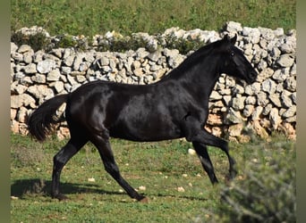 Menorquín, Yegua, 1 año, 163 cm, Negro