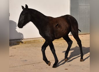 Menorquín, Yegua, 1 año, 164 cm, Negro