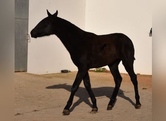 Menorquín, Yegua, 1 año, 164 cm, Negro