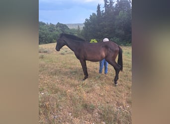 Menorquín, Yegua, 1 año, 165 cm, Negro