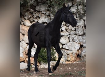 Menorquín, Yegua, 1 año, 165 cm, Negro