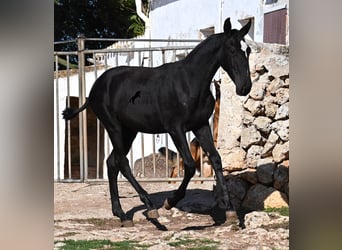 Menorquín, Yegua, 1 año, 165 cm, Negro