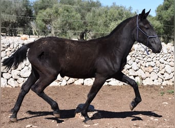Menorquín, Yegua, 1 año, 165 cm, Negro