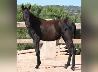 Menorquín, Yegua, 1 año, 168 cm, Negro