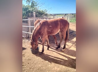 Menorquín Mestizo, Yegua, 1 año, Castaño rojizo