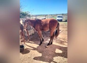 Menorquín Mestizo, Yegua, 1 año, Castaño rojizo