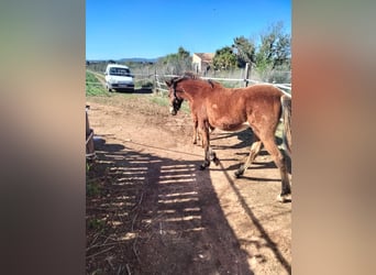 Menorquín Mestizo, Yegua, 1 año, Castaño rojizo