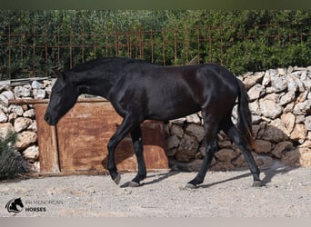 Menorquín, Yegua, 2 años, 150 cm, Negro