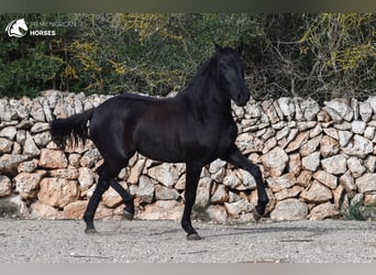 Menorquín, Yegua, 2 años, 150 cm, Negro