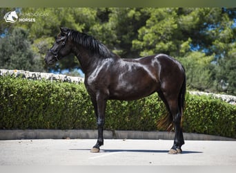 Menorquín, Yegua, 2 años, 154 cm, Negro