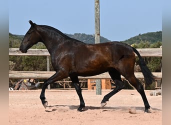 Menorquín, Yegua, 2 años, 154 cm, Negro