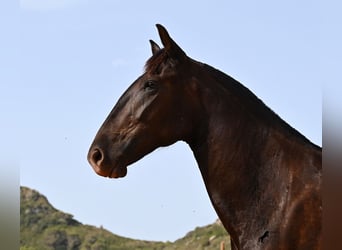 Menorquín, Yegua, 2 años, 154 cm, Negro