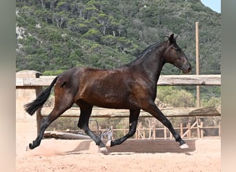 Menorquín, Yegua, 2 años, 154 cm, Negro