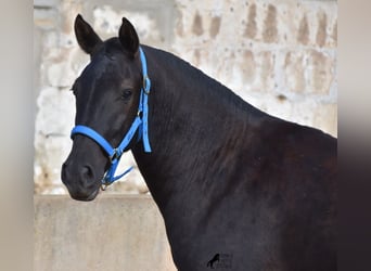 Menorquín, Yegua, 2 años, 155 cm, Negro