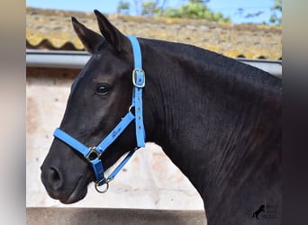 Menorquín, Yegua, 2 años, 155 cm, Negro