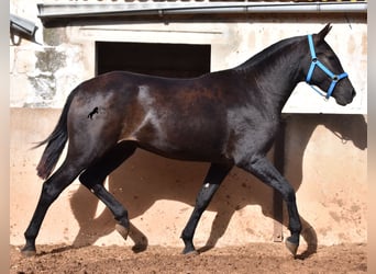 Menorquín, Yegua, 2 años, 155 cm, Negro