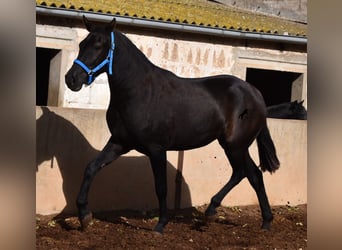 Menorquín, Yegua, 2 años, 155 cm, Negro