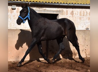 Menorquín, Yegua, 2 años, 155 cm, Negro