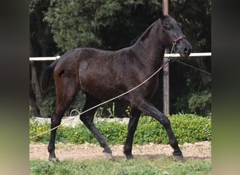 Menorquín, Yegua, 2 años, 155 cm, Negro
