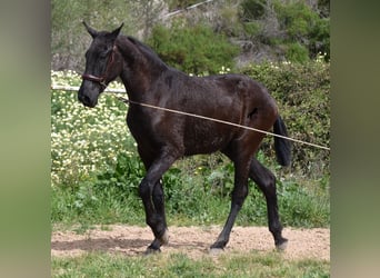 Menorquín, Yegua, 2 años, 155 cm, Negro