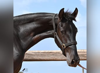 Menorquín, Yegua, 2 años, 156 cm, Negro