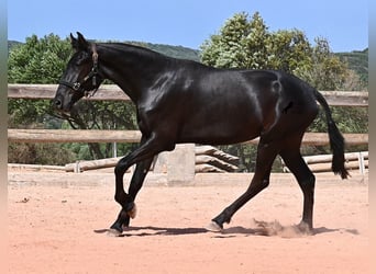 Menorquín, Yegua, 2 años, 156 cm, Negro