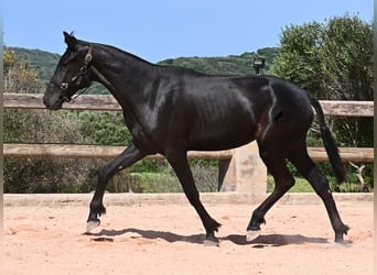 Menorquín, Yegua, 2 años, 156 cm, Negro