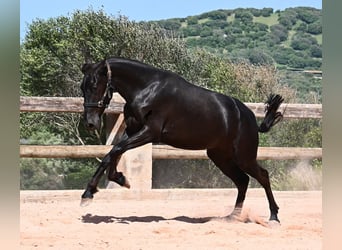 Menorquín, Yegua, 2 años, 156 cm, Negro