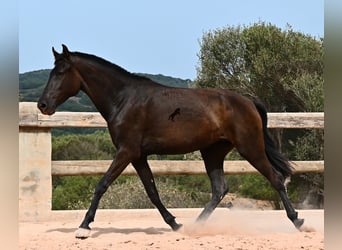 Menorquín, Yegua, 2 años, 157 cm, Negro