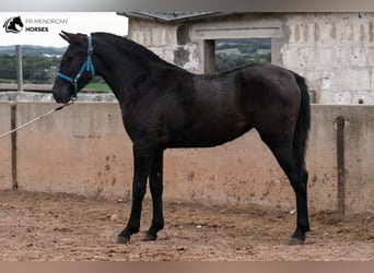 Menorquín, Yegua, 2 años, 159 cm, Negro