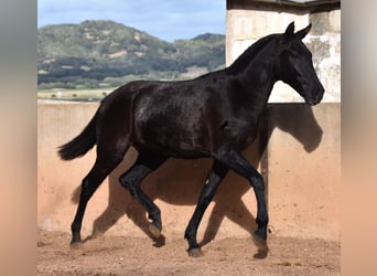 Menorquín, Yegua, 2 años, 159 cm, Negro