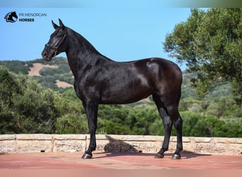 Menorquín, Yegua, 2 años, 160 cm, Negro