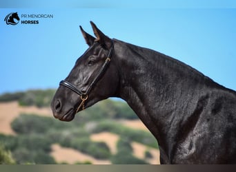 Menorquín, Yegua, 2 años, 160 cm, Negro