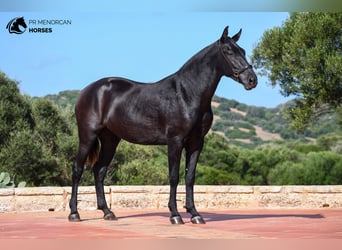 Menorquín, Yegua, 2 años, 160 cm, Negro