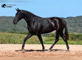 Menorquín, Yegua, 2 años, 160 cm, Negro