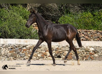 Menorquín, Yegua, 2 años, 160 cm, Negro