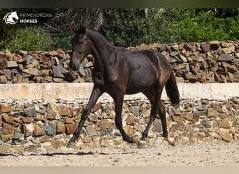 Menorquín, Yegua, 2 años, 160 cm, Negro