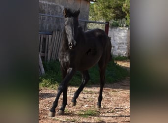 Menorquín, Yegua, 2 años, 160 cm, Negro