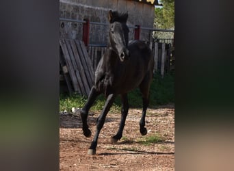 Menorquín, Yegua, 2 años, 160 cm, Negro