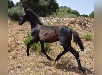 Menorquín Mestizo, Yegua, 2 años, 160 cm, Negro